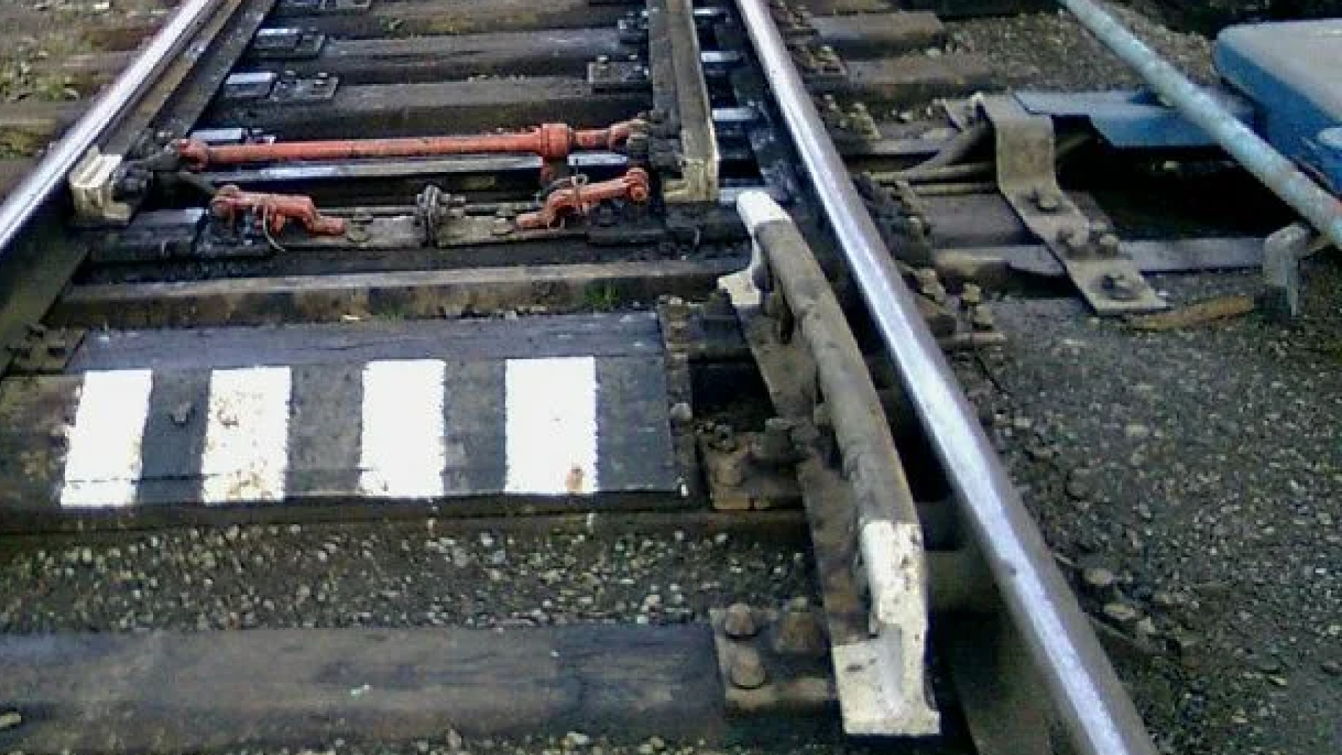 Остряк железнодорожный Р-50